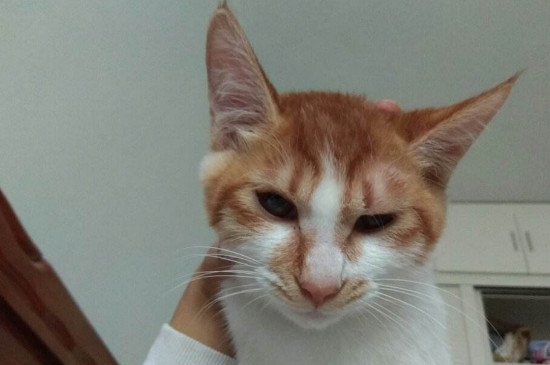 宠物猫咬人怎么教育