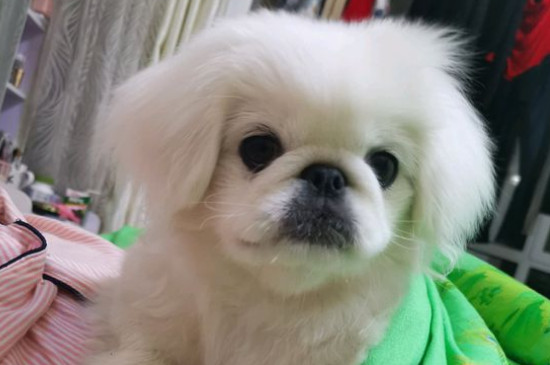 什么狗最小而且长不大