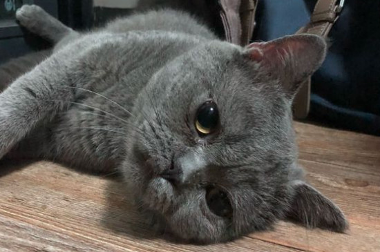猫咪死了主人不能哭