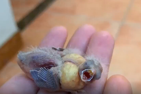 珍珠鸟刚出壳吃什么