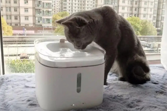 冬天猫喝水如何处理
