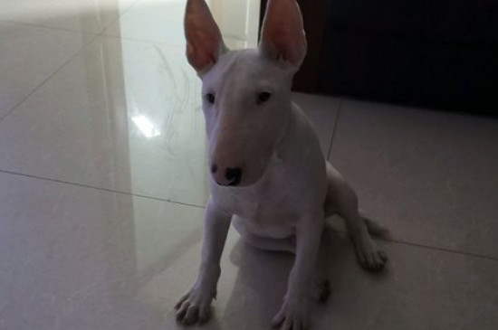 牛头梗为什么禁养