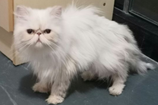 长毛猫品种