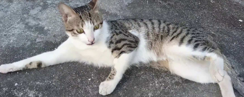 猫尾巴的语言所代表的含义