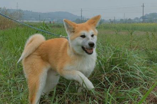 秋田犬为什么禁养