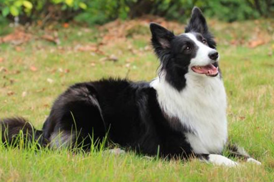 牧羊犬怎样训练大小便