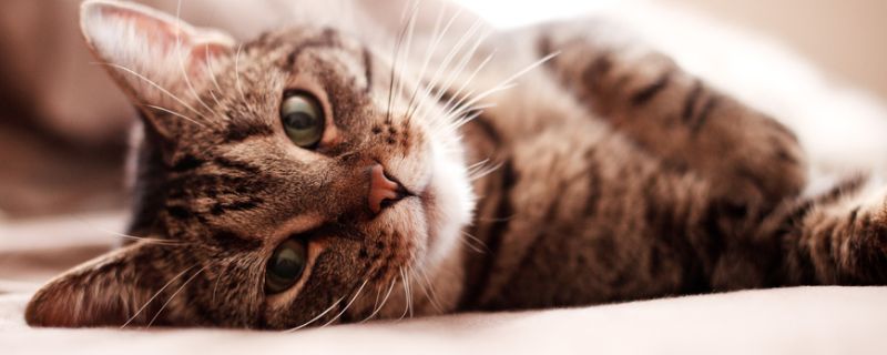 猫瘟最凶险是第几天