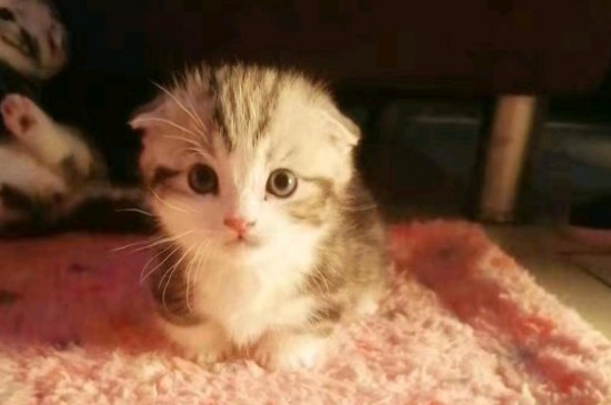 猫指甲怎么剪