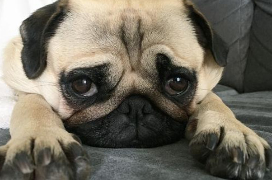 巴哥犬多大能听懂人话