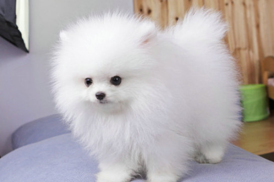 茶杯犬能吃什么