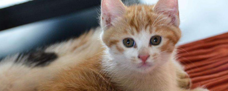 猫腹水产生的原因