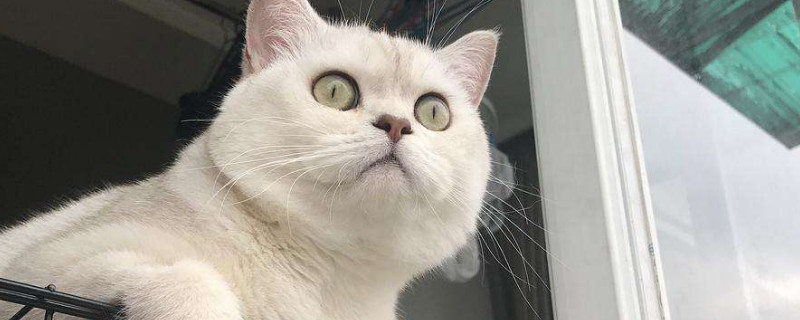 猫一年生几窝