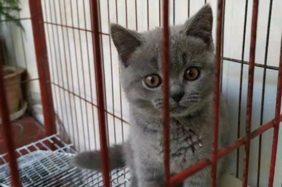 猫能吃绿萝吗