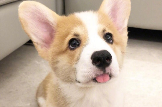 柯基属于小型犬还是中型犬