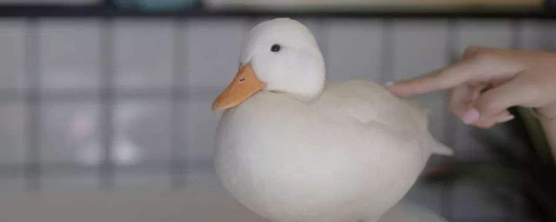 柯尔鸭吃什么