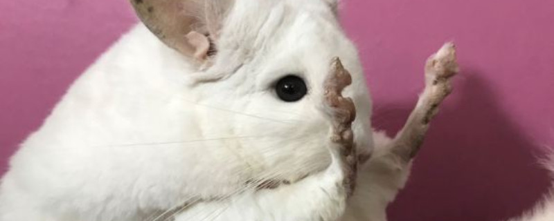 龙猫亲人吗