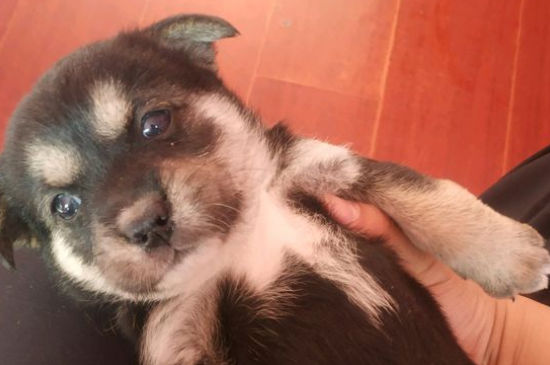 狗狗流绿水到生得多久，狗狗快生了流墨绿色