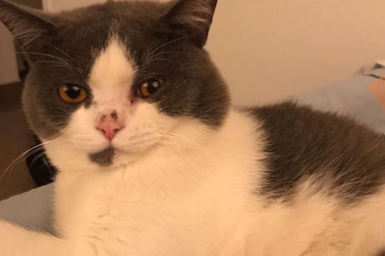 猫发情了老叫怎么办