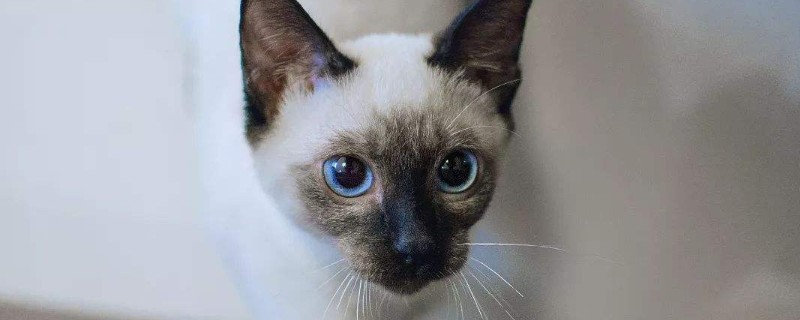 暹罗猫寿命一般多少年