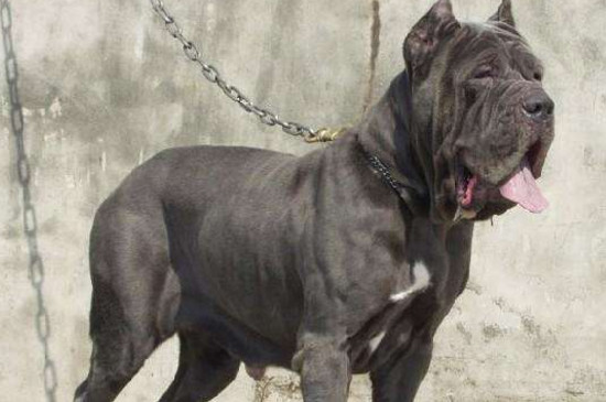 世界十大凶犬是哪十种