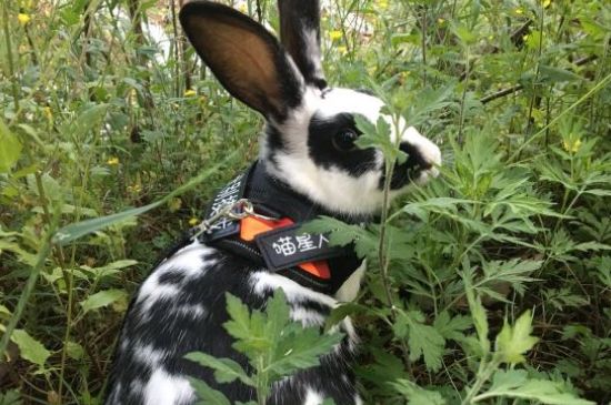 没有草和兔粮该吃什么