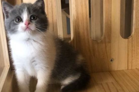 猫需要打什么疫苗