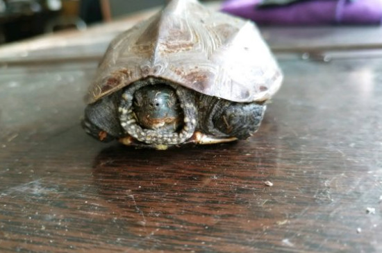 可以2只墨龟一起养吗
