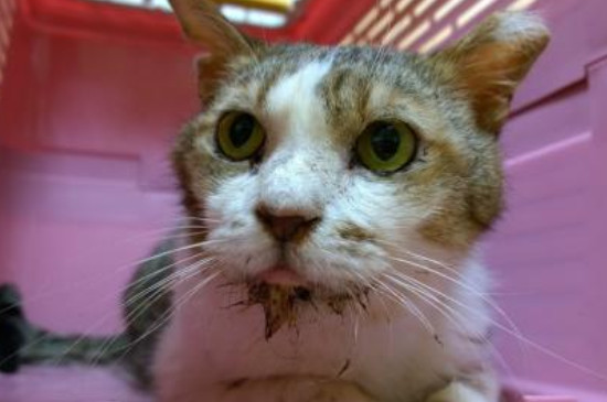 猫咪肾衰竭早期症状