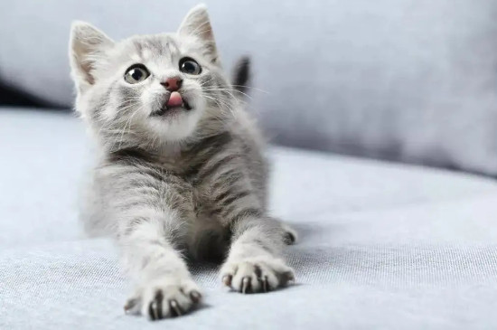 猫多大换牙
