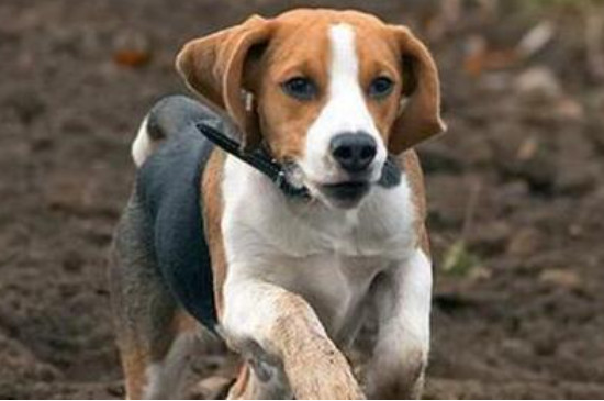 比格猎犬怎么样