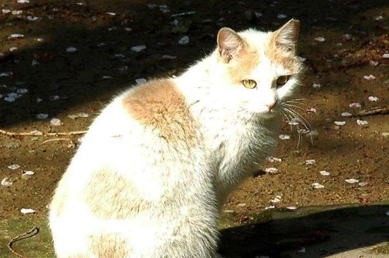 招财猫是什么品种