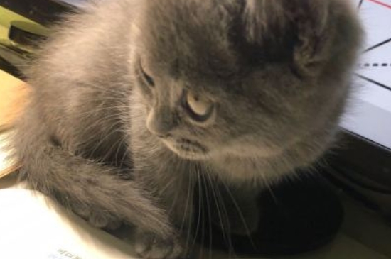猫瘟怎么治