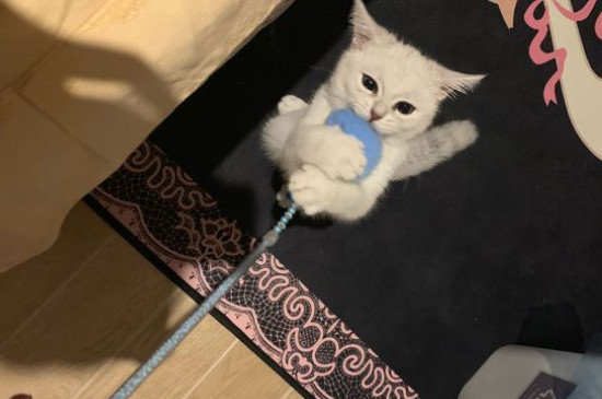 猫为什么喜欢吃鱼