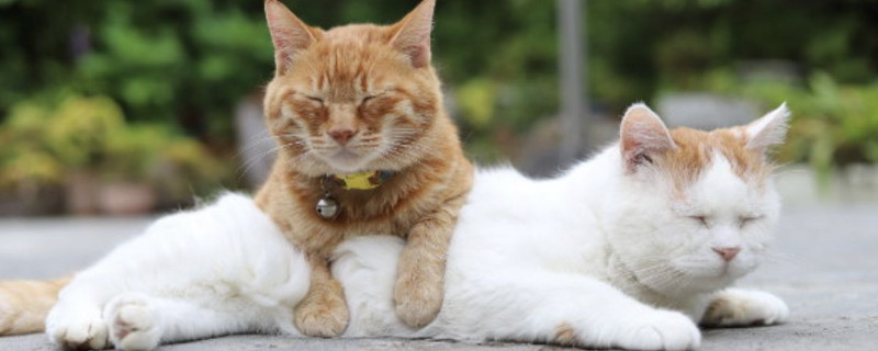 猫吐了怎么办