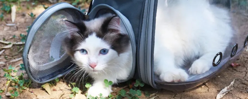 猫咪坐车注意事项