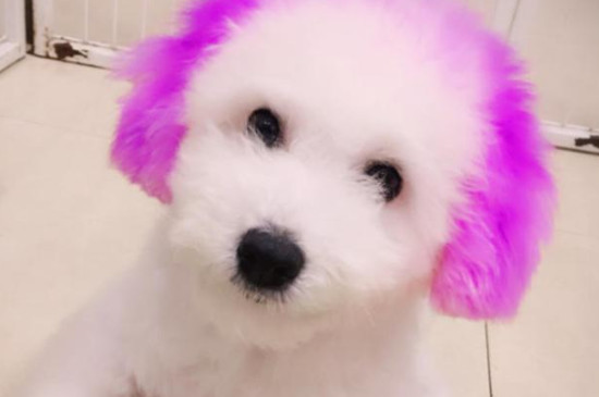 比熊为什么喜欢轻咬主人