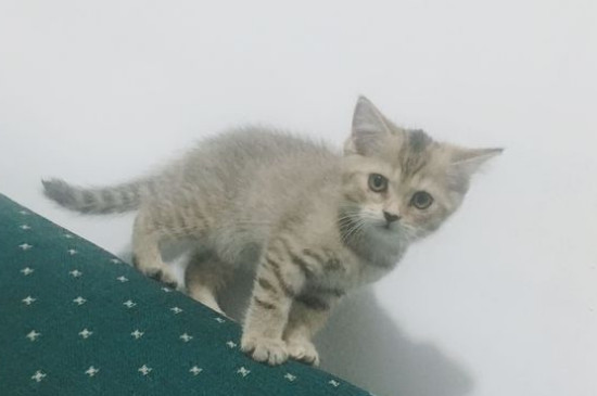 猫得狂犬病的症状