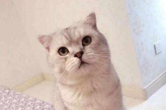 猫的眼屎红褐色正常吗