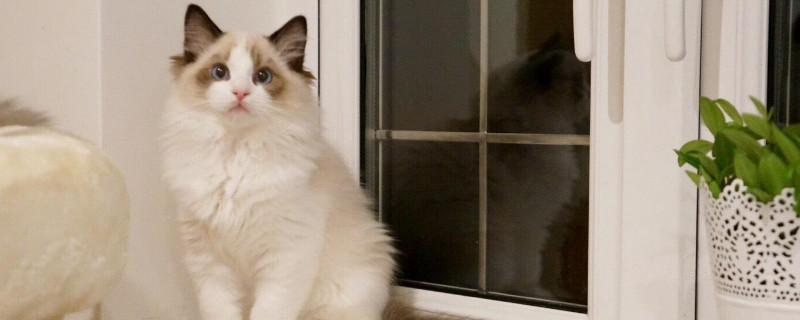 5000能买到布偶猫么，5000的布偶猫靠谱吗