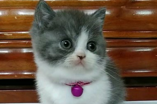 猫缺钙早期症状
