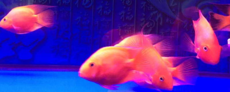 血鹦鹉身上有黑斑怎么处理