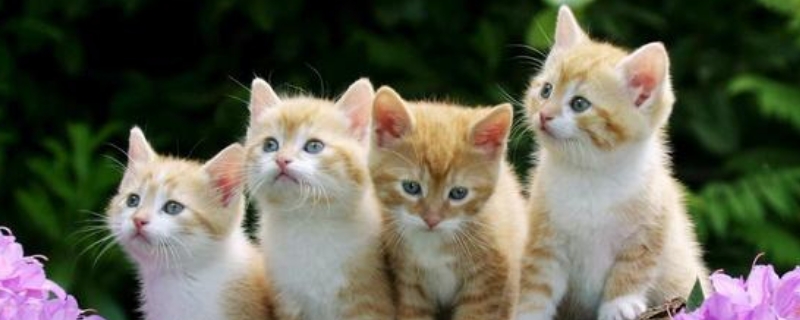 猫咪跑丢了还能找到家吗