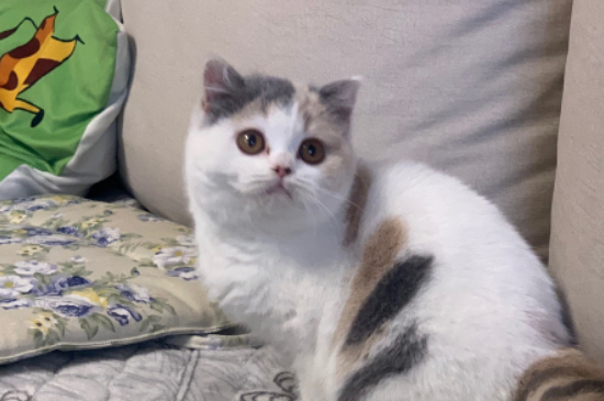猫发腮的黄金期