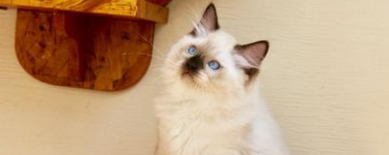 猫藓初期是什么样子的