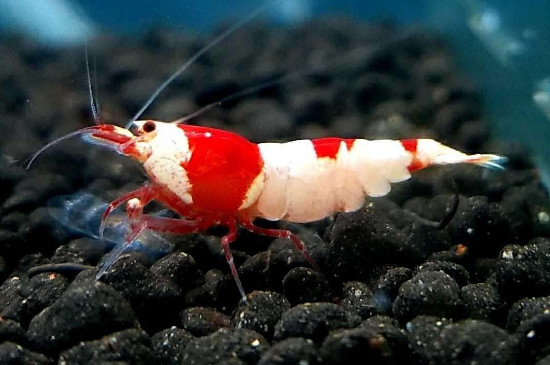 观赏虾抱卵注意什么