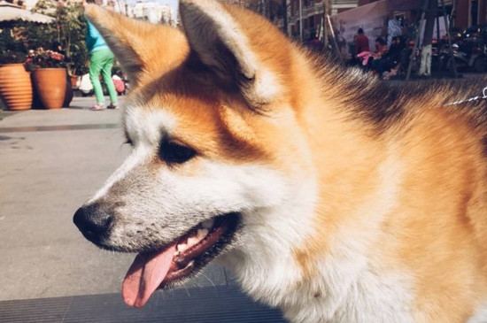 如何区分柴犬与秋田犬