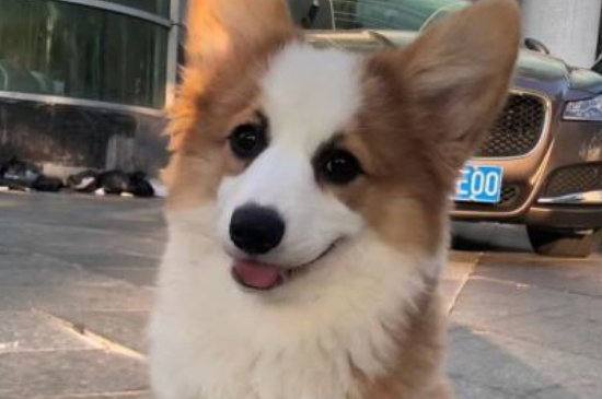 长毛柯基是串吗