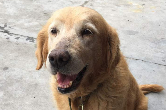 金毛犬好养吗