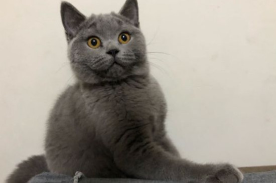 英短蓝猫一般吃什么