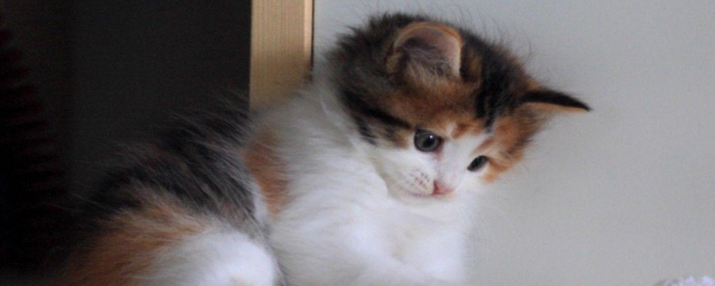 猫咪为什么发出咕噜咕噜的声音